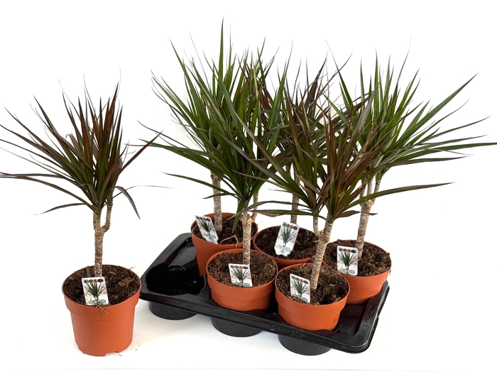 <h4>DRA MARG GEM 2 SRT</h4>