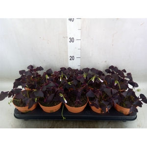 Oxalis trian.