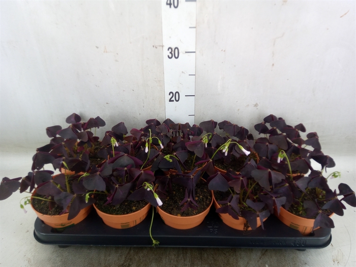 <h4>Oxalis trian.</h4>