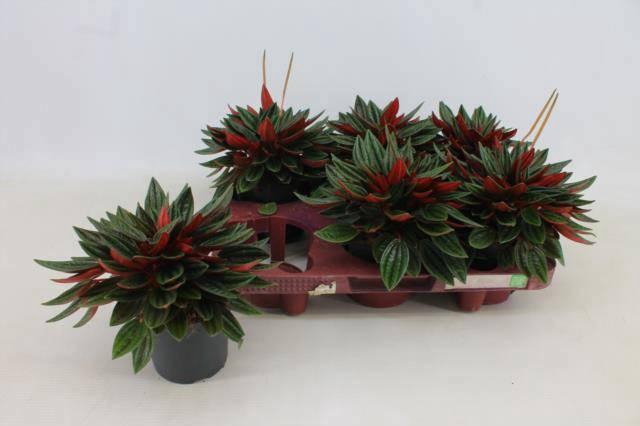 <h4>PEP CA ROSSO</h4>