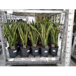 Sansevieria trifa. 'Laurentii'