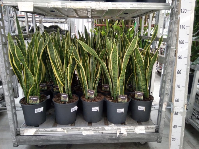 <h4>Sansevieria trifa. 'Laurentii'</h4>