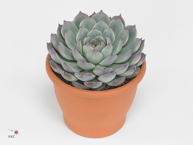 Echeveria chihuahuaensis