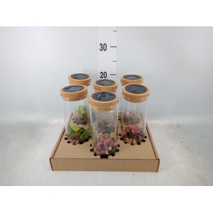 Arr.   Kamerplant Groen H%