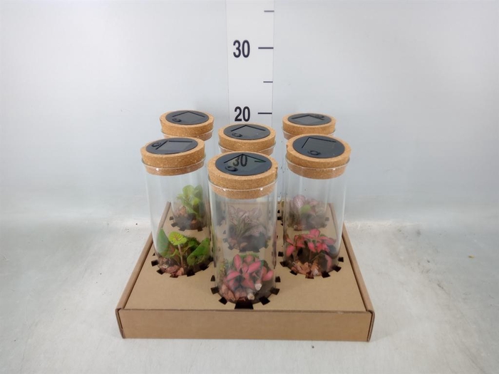 <h4>Arr.   Kamerplant Groen H%</h4>