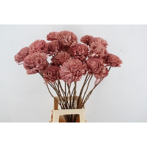 Stick Shola Zinnia Ø12 O.Pink