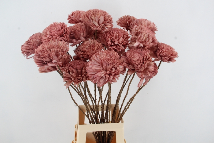 <h4>Stick Shola Zinnia Ø12 O.Pink</h4>