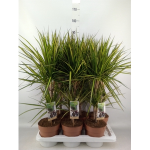 Dracaena marg. 'Sunray'