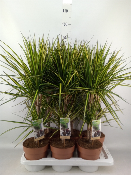 <h4>Dracaena marg. 'Sunray'</h4>
