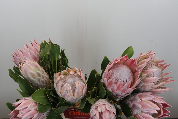 <h4>Protea Cynaroides</h4>
