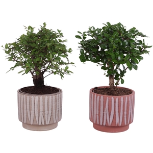 Bonsai Indoor Mix Ø12cm Ball Shape in Ø14cm Ceramic NT667