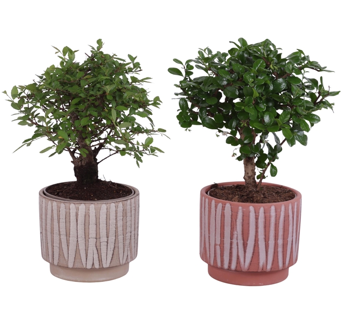 <h4>Bonsai Indoor Mix Ø12cm Ball Shape in Ø14cm Ceramic NT667</h4>