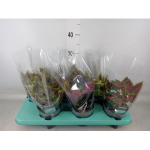 Plectranthus col.   ...mix