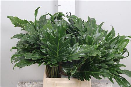 <h4>Philod Xanadu</h4>