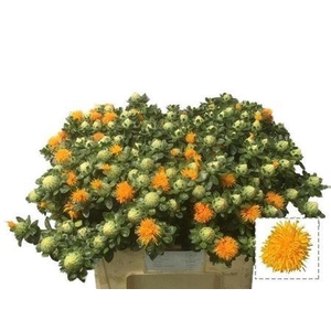Carth T Orange Grena