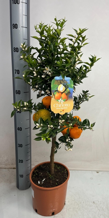 <h4>CITR AU CHINOTTO</h4>