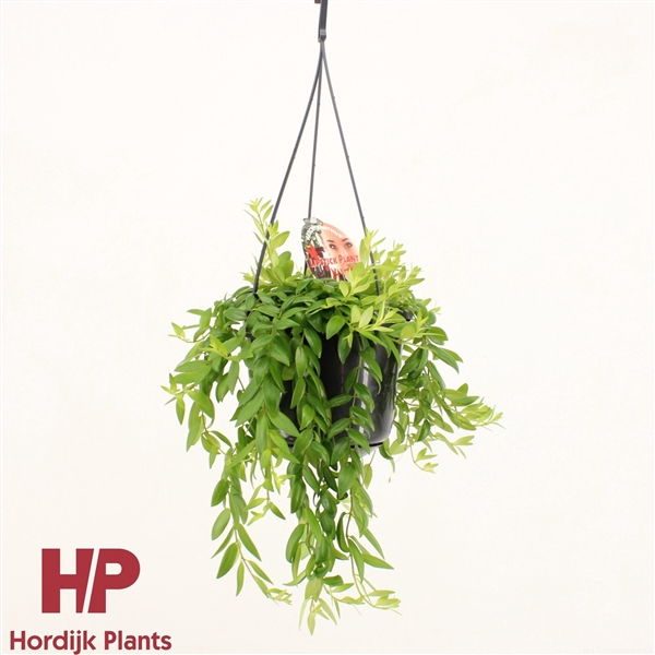 <h4>Aeschynanthus 'Japhrolepis' LET OP! KLEINE PLANT</h4>