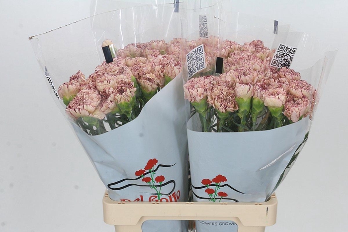 <h4>DI ST VIPER</h4>