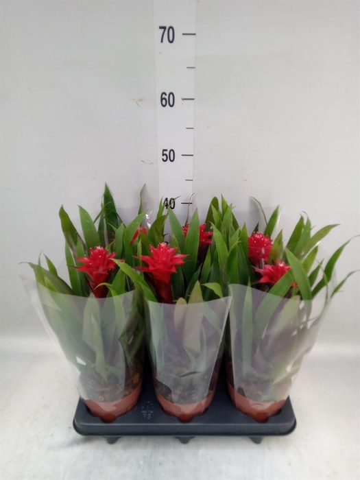 <h4>Guzmania   ...</h4>