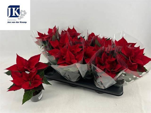 <h4>EUPHOR P CHR UNIVERS</h4>