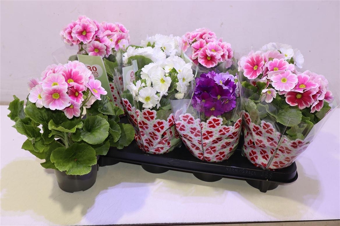 <h4>arr8 Prim Ob Tm Gem</h4>