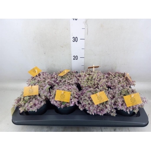 Callisia repens 'Rosato'