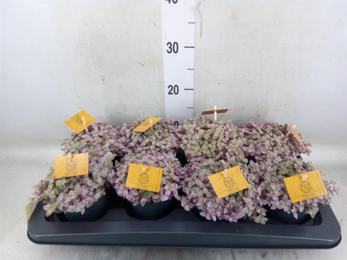 <h4>Callisia repens 'Rosato'</h4>