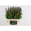 BAPTISIA AUSTRALIS BROWN/YELLOW 065CM
