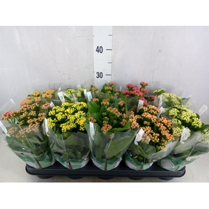 Kalanchoe blos. 'RosDon Collection'
