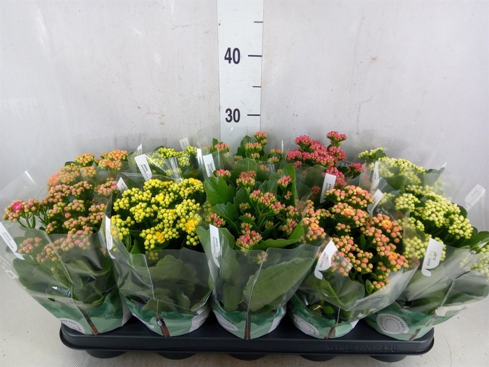 <h4>Kalanchoe blos. 'RosDon Collection'</h4>