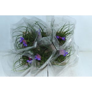 TILLANDSIA CYANEA P12