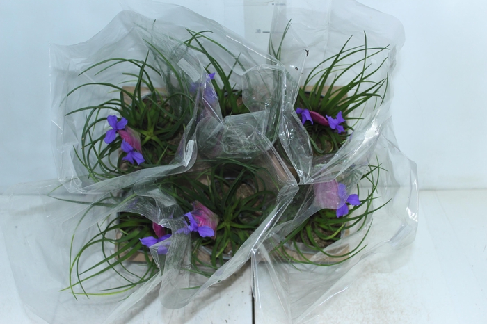 <h4>TILLANDSIA CYANEA P12</h4>