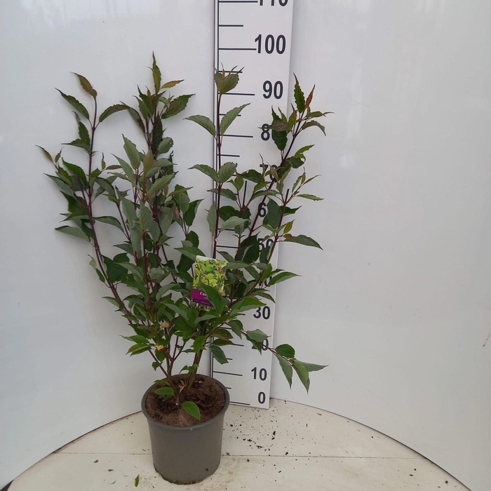 <h4>Cornus alba Kesselringii</h4>