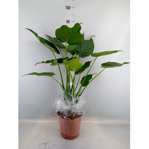 Alocasia cucullata