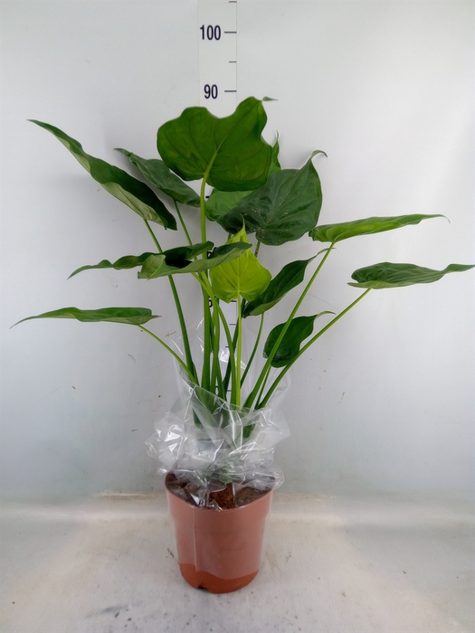 <h4>Alocasia cucullata</h4>