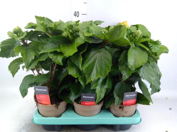 <h4>Hibiscus rosa-sin. 'Salsa'</h4>