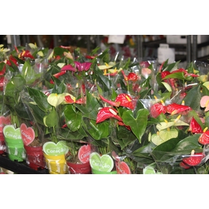 ANTHURIUM VARIADO P09
