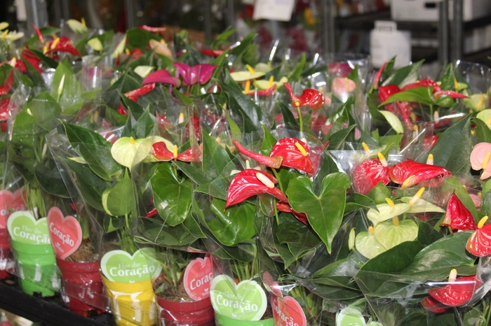 <h4>ANTHURIUM VARIADO P09</h4>