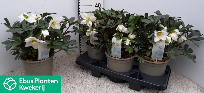 <h4>HELL NI MON BLANC</h4>