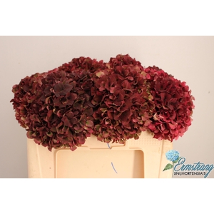 HYDR M MAG RUBYRD CL