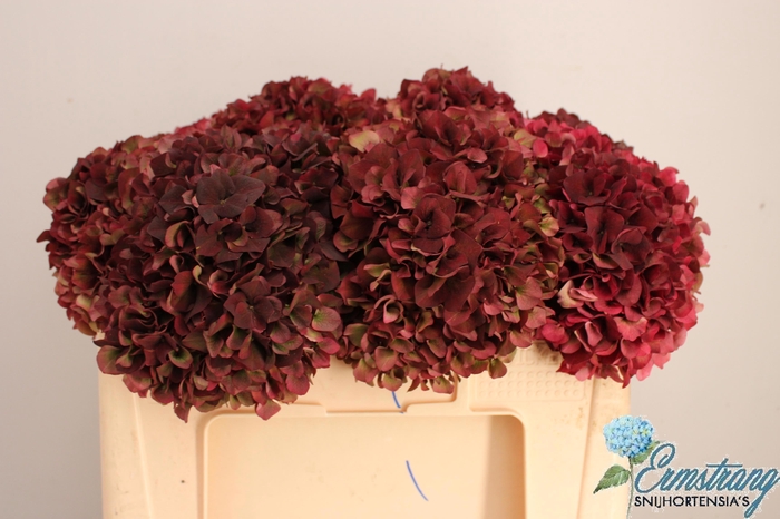 <h4>HYDR M MAG RUBYRD CL</h4>