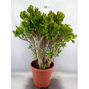 Crassula ovata