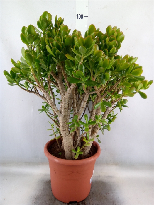 <h4>Crassula ovata</h4>