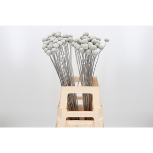 Craspedia Kl Bh Platina Xl
