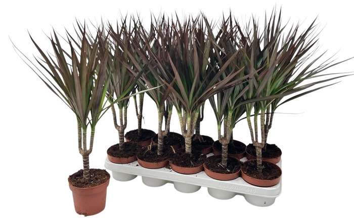 <h4>DRA MARG MAGENTA</h4>