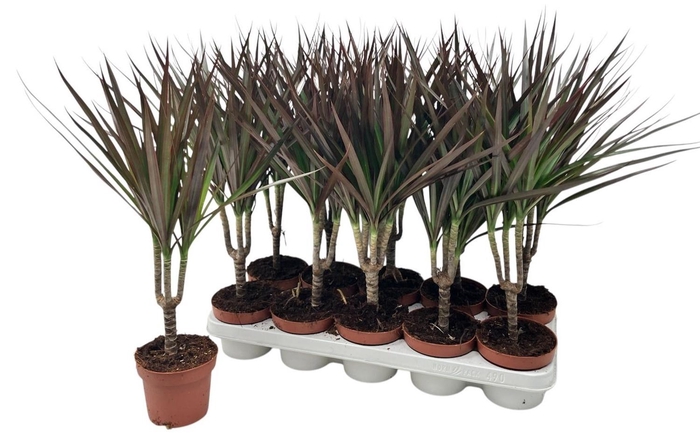 <h4>DRA MARG MAGENTA</h4>