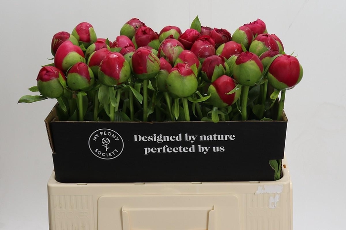 Paeonia Command Performance