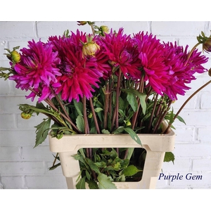 Dahlia Purple Gem