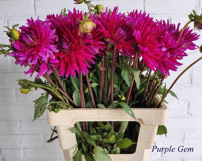 <h4>Dahl Purple Gem</h4>
