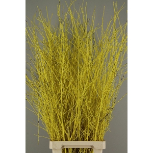 Betula Bs Paint Yellow